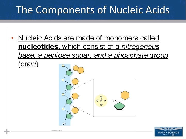 The Components of Nucleic Acids • Nucleic Acids are made of monomers called nucleotides,