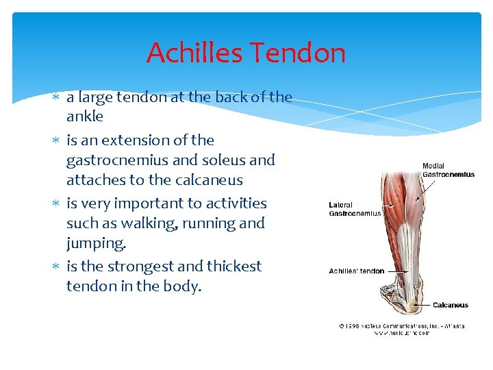 Achilles Tendon a large tendon at the back of the ankle is an extension