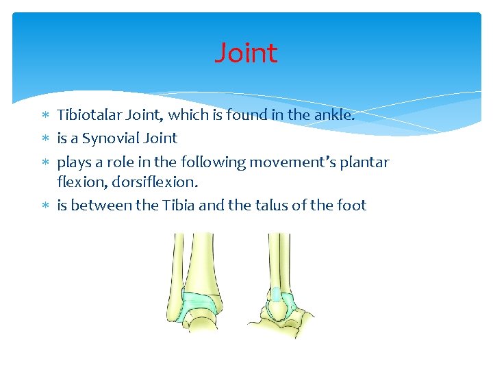 Joint Tibiotalar Joint, which is found in the ankle. is a Synovial Joint plays
