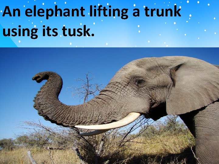 An elephant lifting a trunk using its tusk. 