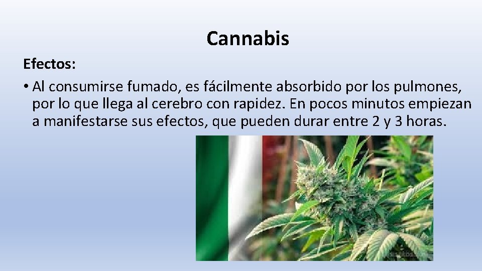 Cannabis Efectos: • Al consumirse fumado, es fácilmente absorbido por los pulmones, por lo