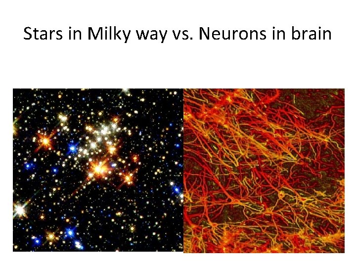 Stars in Milky way vs. Neurons in brain 