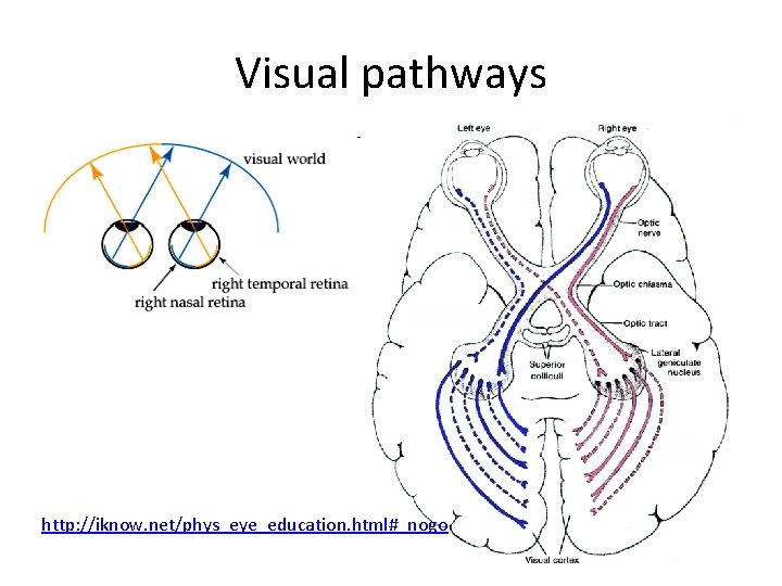 Visual pathways http: //iknow. net/phys_eye_education. html#_nogo 