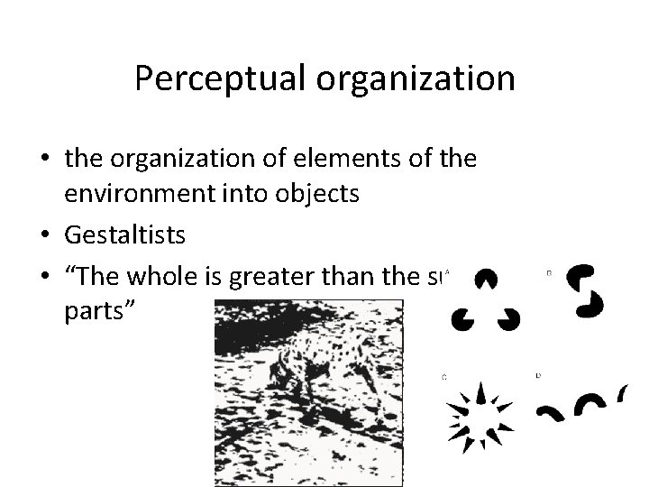 Perceptual organization • the organization of elements of the environment into objects • Gestaltists