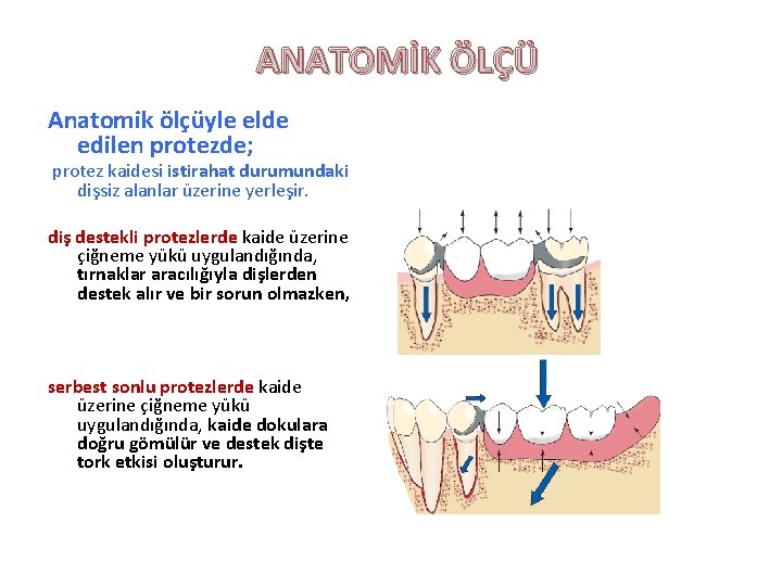 ANATOMİK ÖLÇÜ Anatomik ölçüyle elde edilen protezde; protez kaidesi istirahat durumundaki dişsiz alanlar üzerine