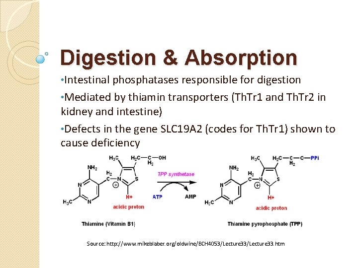 Digestion & Absorption • Intestinal phosphatases responsible for digestion • Mediated by thiamin transporters