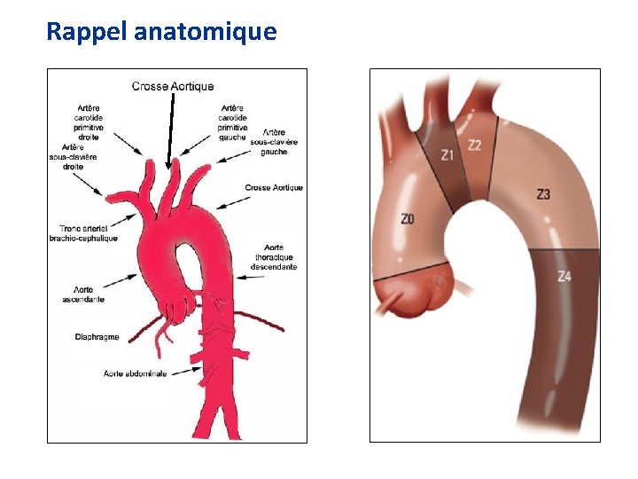 Rappel anatomique 