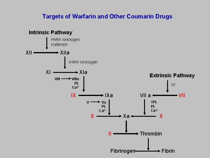 Targets of Warfarin and Other Coumarin Drugs Intrinsic Pathway HMW kininogen Kallikrein XIIa XII
