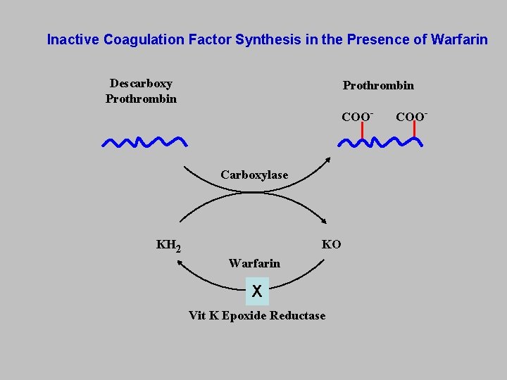 Inactive Coagulation Factor Synthesis in the Presence of Warfarin Descarboxy Prothrombin COO- Carboxylase KO