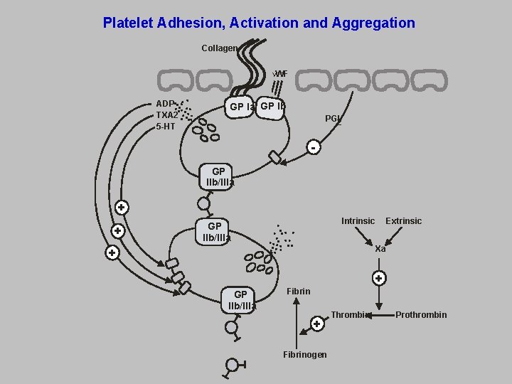 Platelet Adhesion, Activation and Aggregation Collagen VWF ADP TXA 2 5 -HT GP Ia