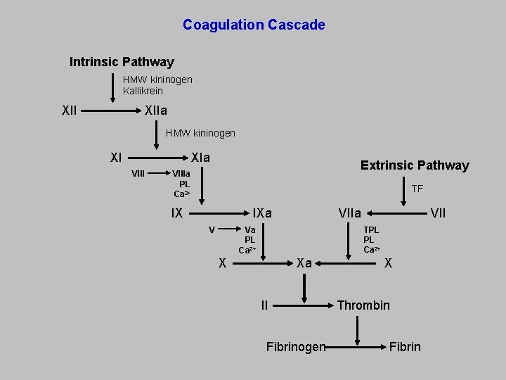 Coagulation Cascade Intrinsic Pathway HMW kininogen Kallikrein XIIa XII HMW kininogen XIa XI VIII
