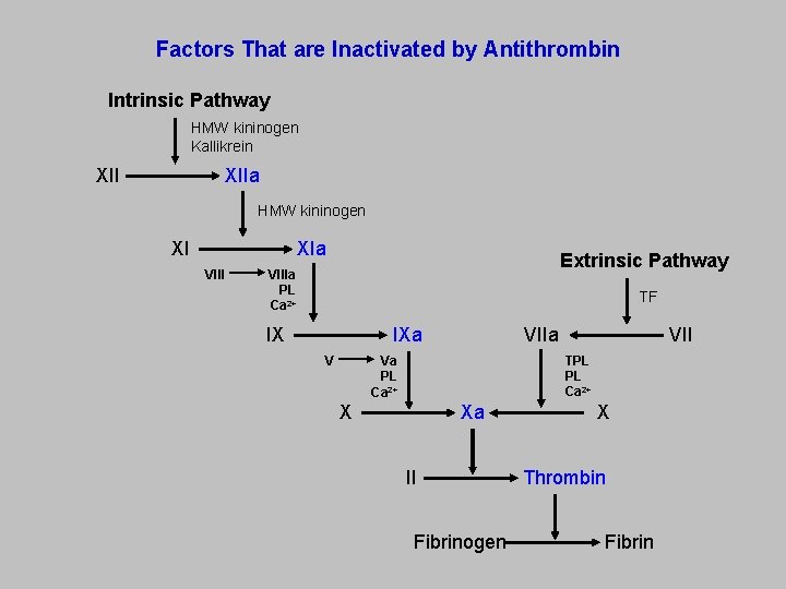 Factors That are Inactivated by Antithrombin Intrinsic Pathway HMW kininogen Kallikrein XIIa XII HMW