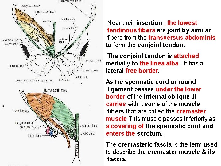 Near their insertion , the lowest tendinous fibers are joint by similar fibers from