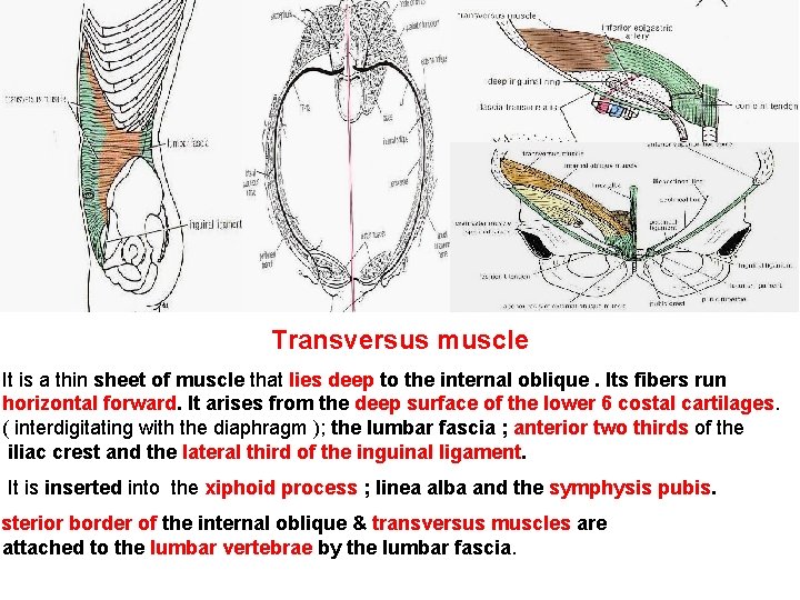 Transversus muscle It is a thin sheet of muscle that lies deep to the