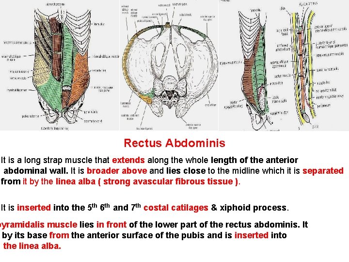 Rectus Abdominis It is a long strap muscle that extends along the whole length