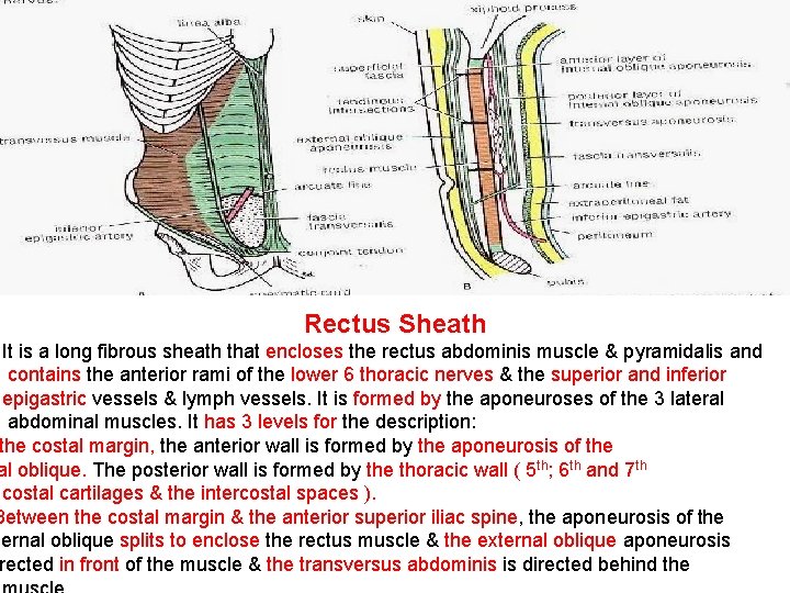 Rectus Sheath It is a long fibrous sheath that encloses the rectus abdominis muscle