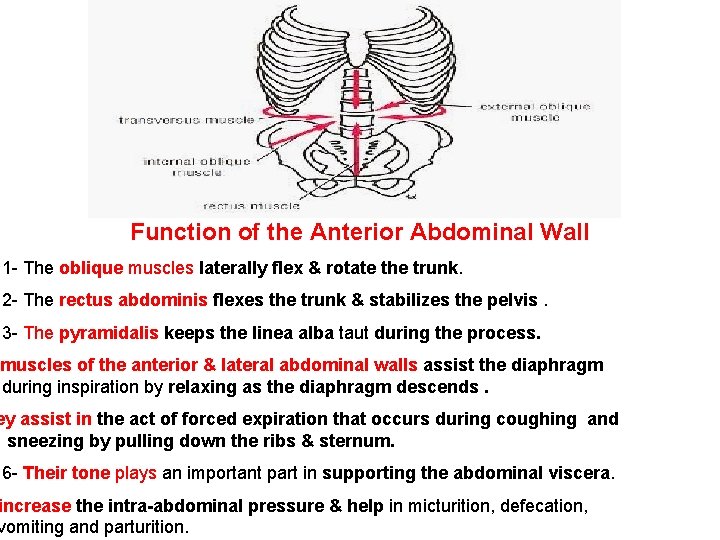 Function of the Anterior Abdominal Wall 1 - The oblique muscles laterally flex &