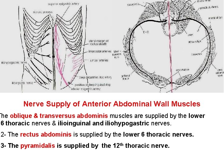 Nerve Supply of Anterior Abdominal Wall Muscles The oblique & transversus abdominis muscles are