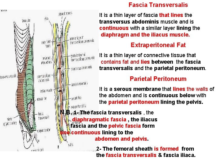 Fascia Transversalis It is a thin layer of fascia that lines the transversus abdominis