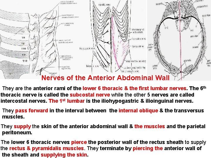 Nerves of the Anterior Abdominal Wall They are the anterior rami of the lower