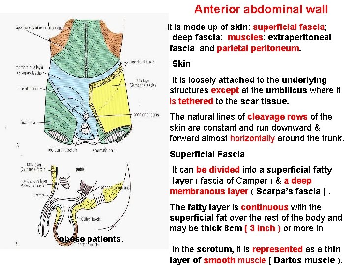 Anterior abdominal wall It is made up of skin; superficial fascia; deep fascia; muscles;