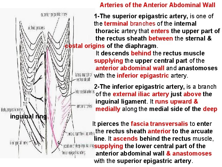 Arteries of the Anterior Abdominal Wall 1 -The superior epigastric artery, is one of