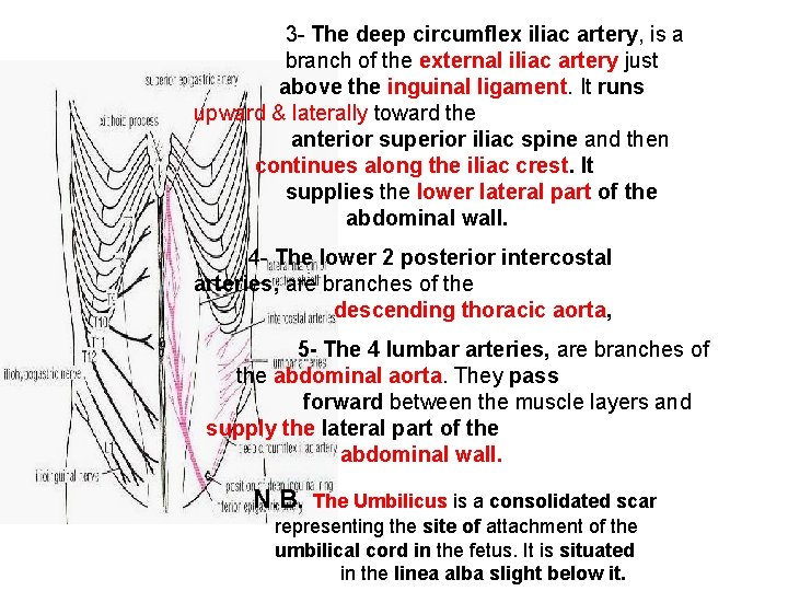 3 - The deep circumflex iliac artery, is a branch of the external iliac