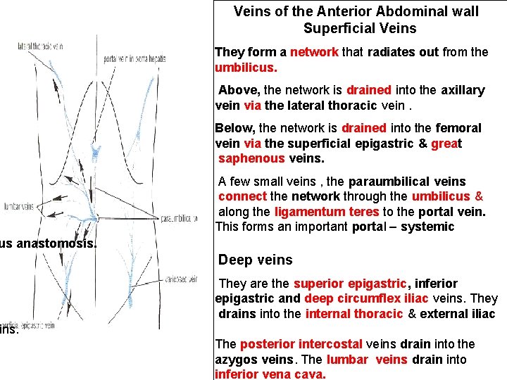 Veins of the Anterior Abdominal wall Superficial Veins They form a network that radiates