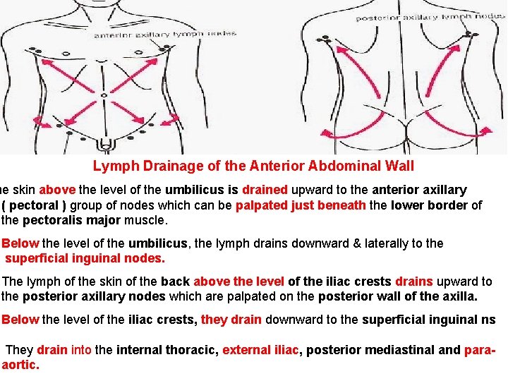 Lymph Drainage of the Anterior Abdominal Wall he skin above the level of the