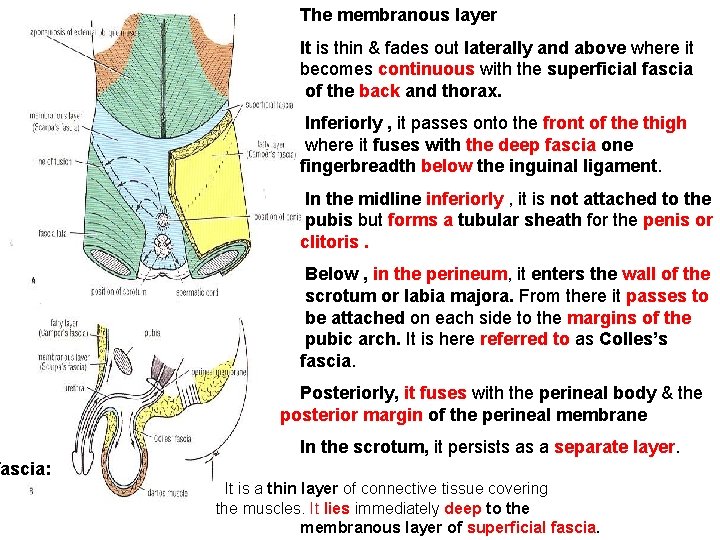 The membranous layer It is thin & fades out laterally and above where it