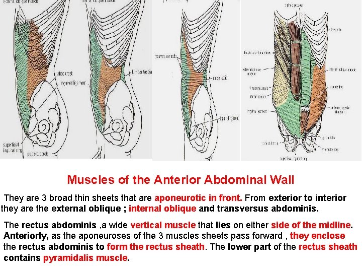 Muscles of the Anterior Abdominal Wall They are 3 broad thin sheets that are