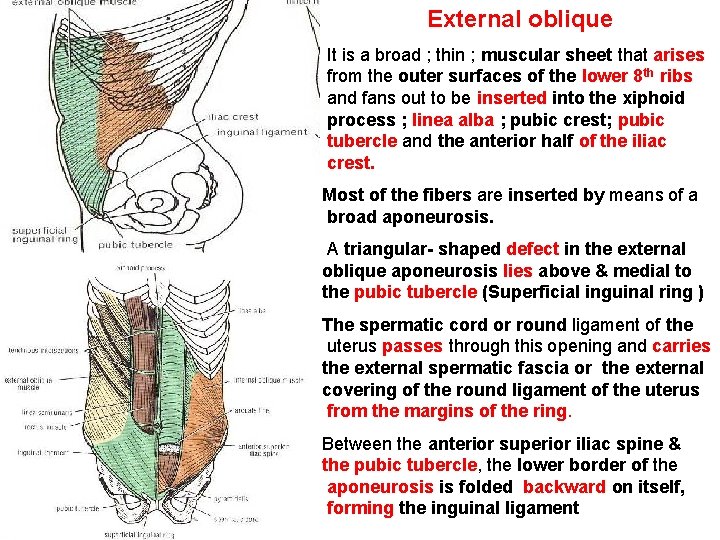 External oblique It is a broad ; thin ; muscular sheet that arises from