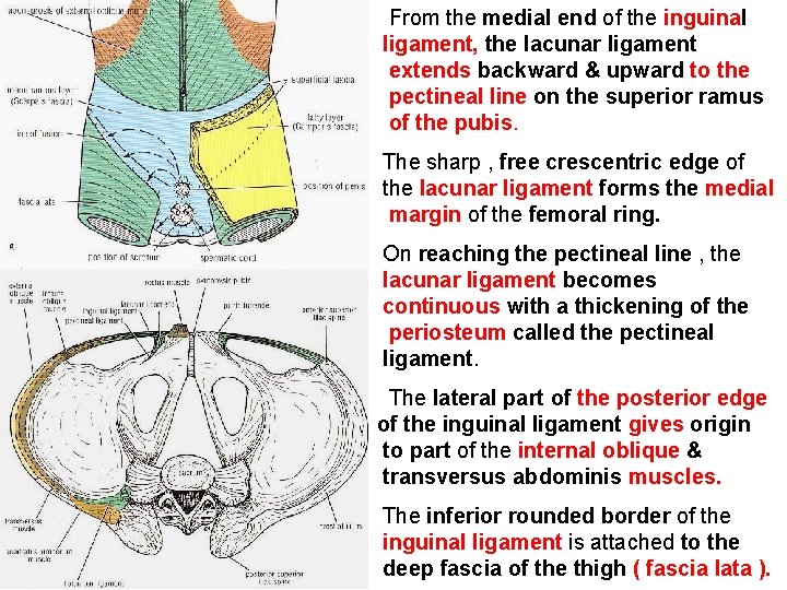 From the medial end of the inguinal ligament, the lacunar ligament extends backward &