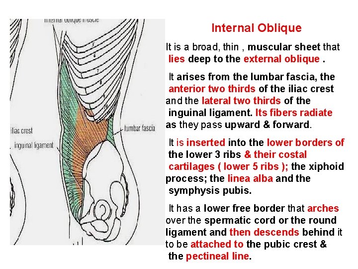 Internal Oblique It is a broad, thin , muscular sheet that lies deep to