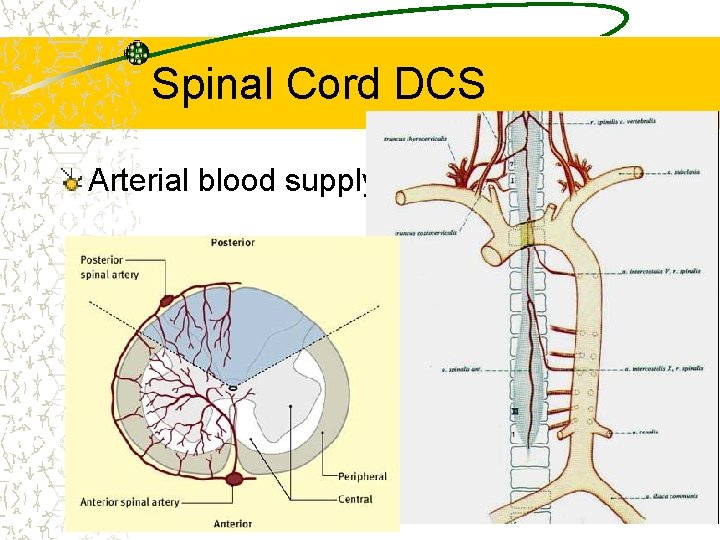 Spinal Cord DCS Arterial blood supply 