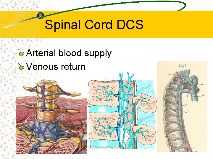 Spinal Cord DCS Arterial blood supply Venous return 