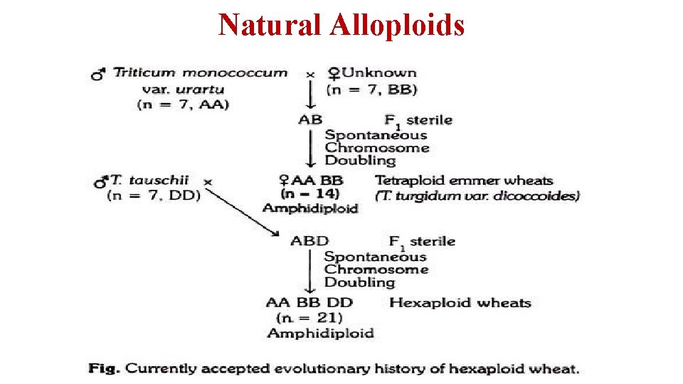 Natural Alloploids 