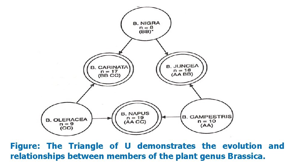 Figure: The Triangle of U demonstrates the evolution and relationships between members of the