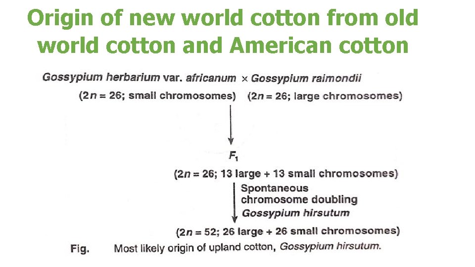 Origin of new world cotton from old world cotton and American cotton 