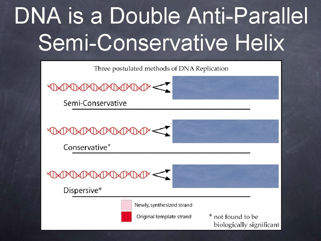 DNA is a Double Anti-Parallel Semi-Conservative Helix 