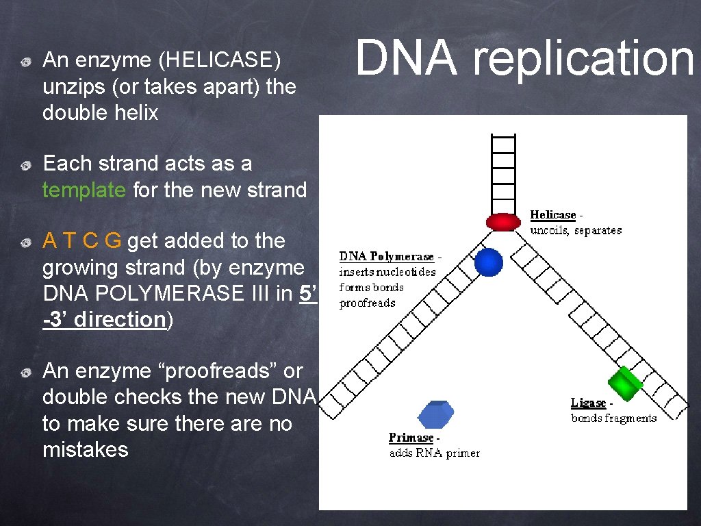 An enzyme (HELICASE) unzips (or takes apart) the double helix Each strand acts as