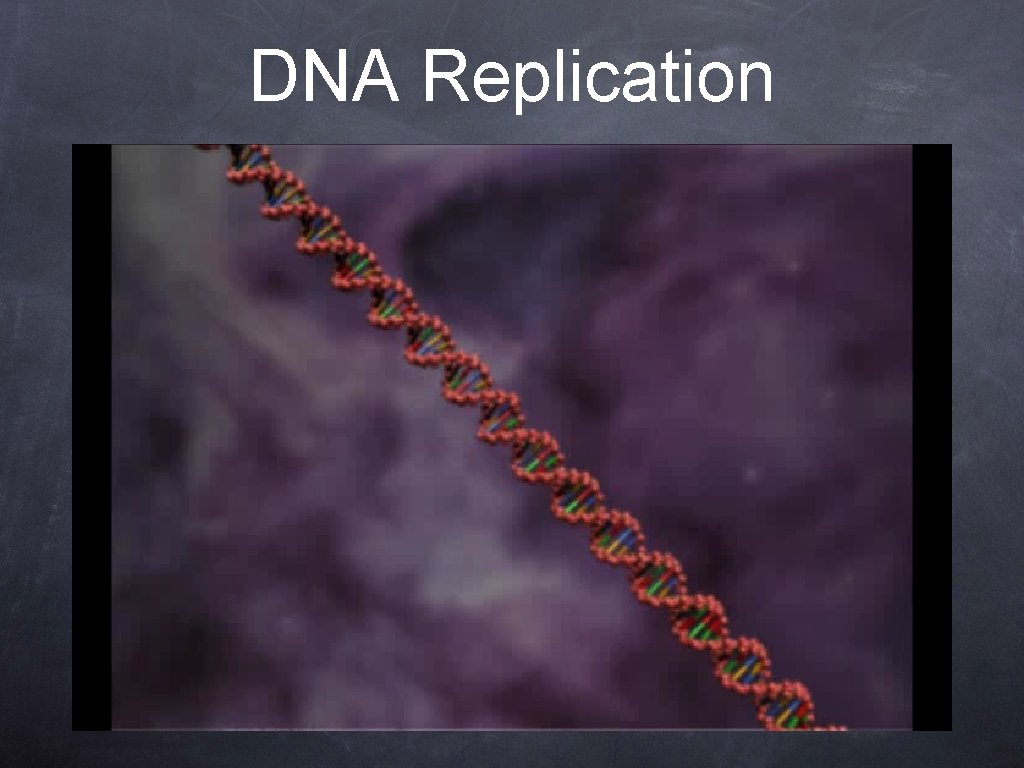 DNA Replication 