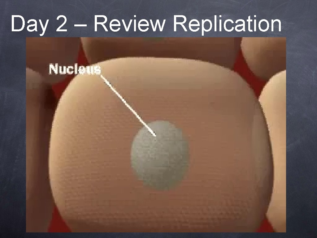 Day 2 – Review Replication 