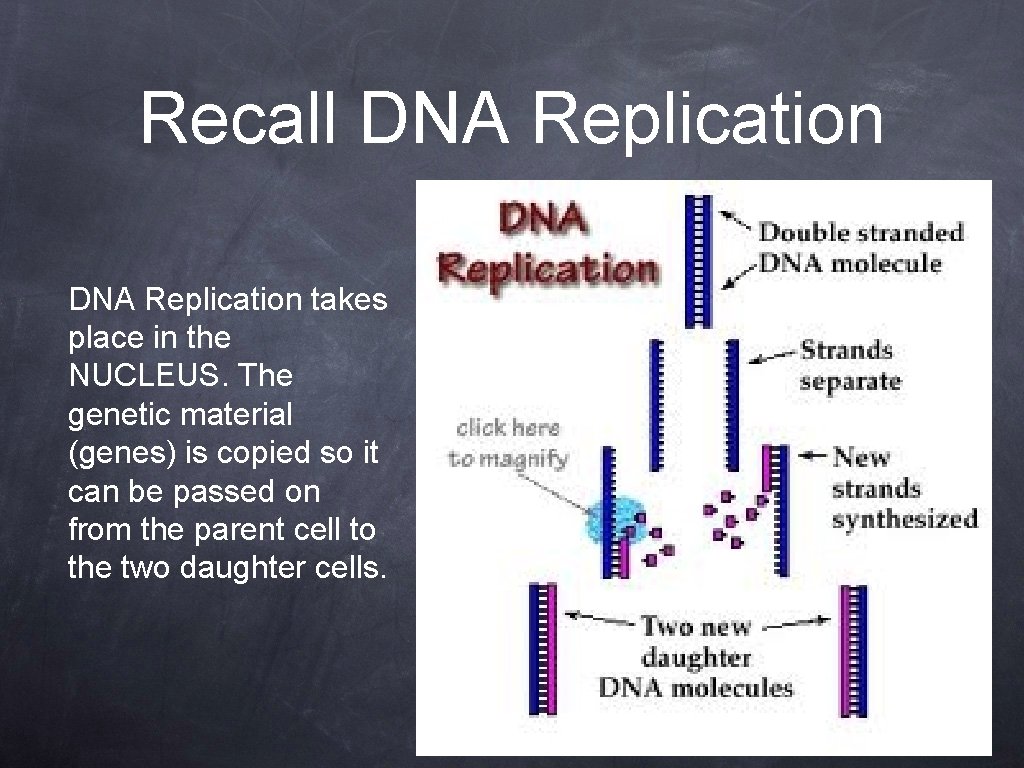 Recall DNA Replication takes place in the NUCLEUS. The genetic material (genes) is copied