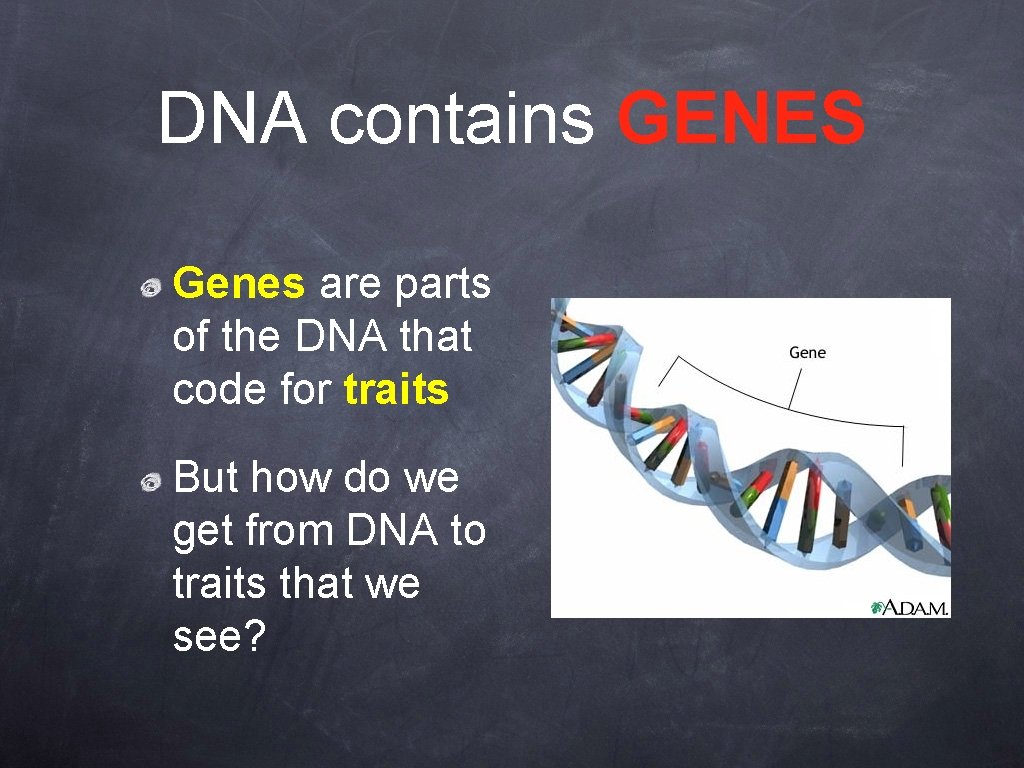 DNA contains GENES Genes are parts of the DNA that code for traits But