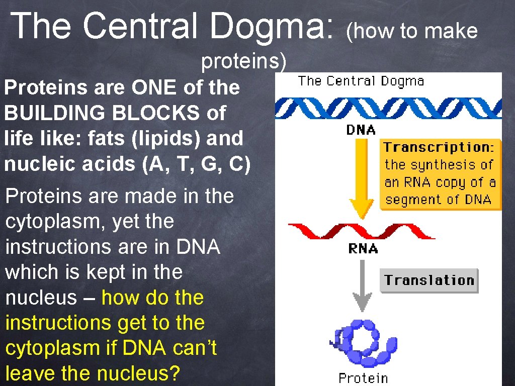 The Central Dogma: (how to make proteins) Proteins are ONE of the BUILDING BLOCKS