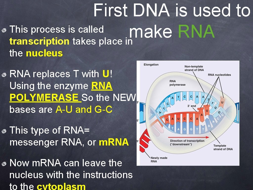 First DNA is used to This process is called make RNA transcription takes place