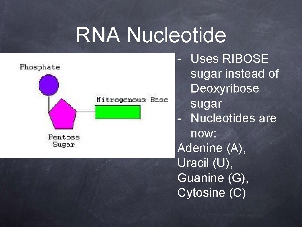 RNA Nucleotide - Uses RIBOSE sugar instead of Deoxyribose sugar - Nucleotides are now: