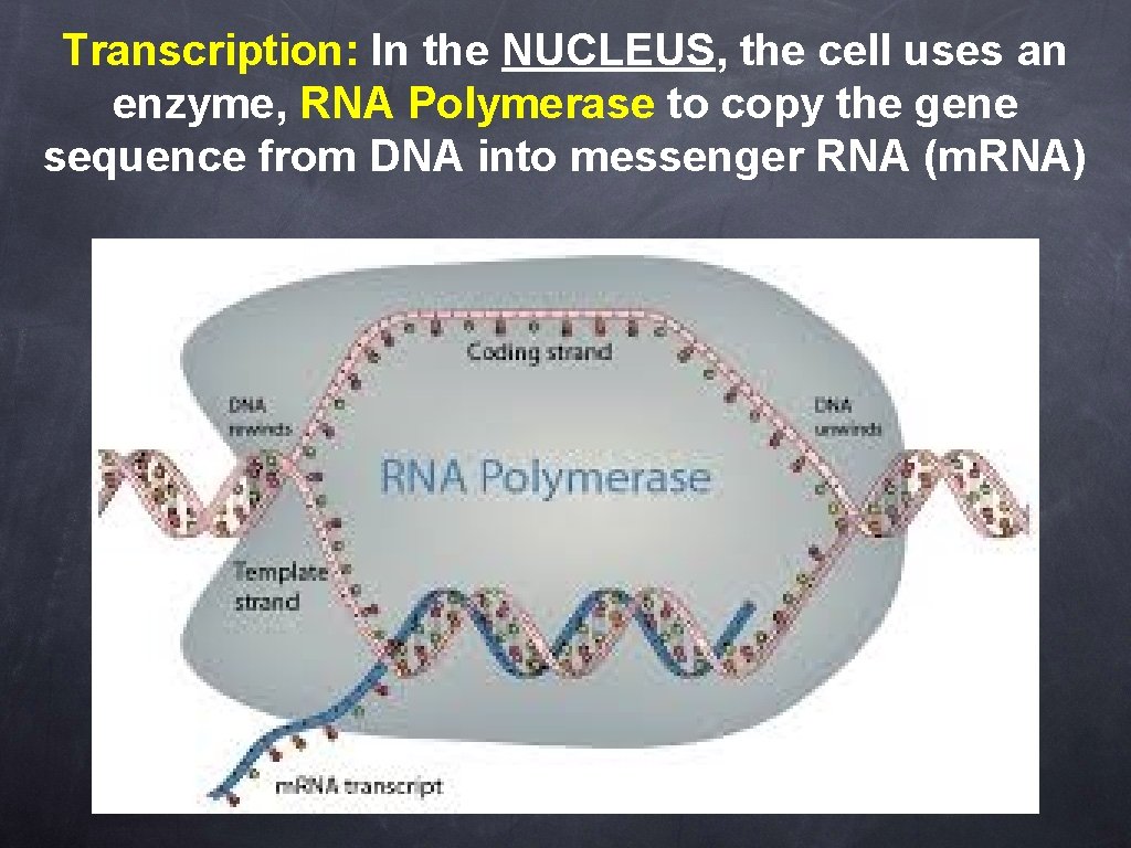 Transcription: In the NUCLEUS, the cell uses an enzyme, RNA Polymerase to copy the