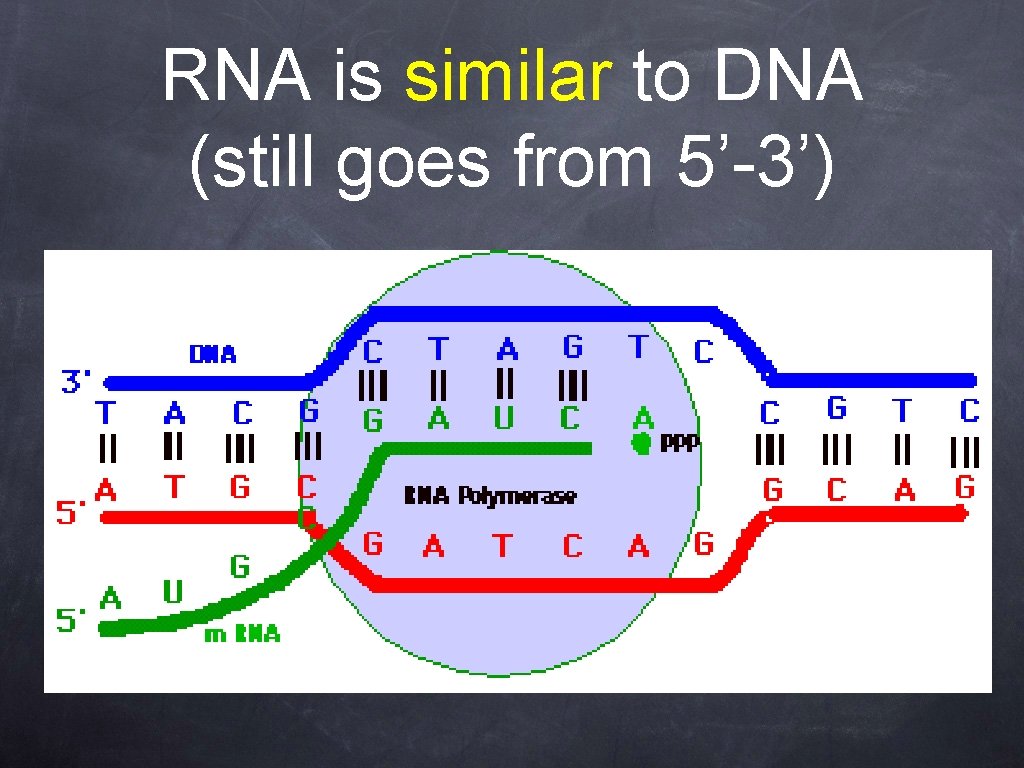 RNA is similar to DNA (still goes from 5’-3’) 